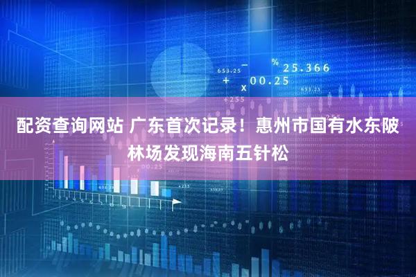 配资查询网站 广东首次记录！惠州市国有水东陂林场发现海南五针松