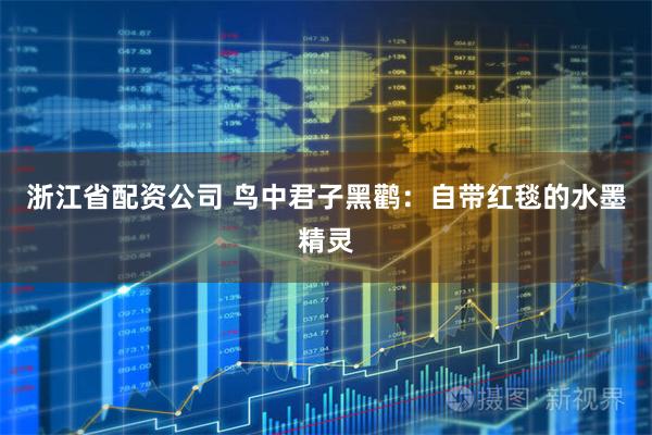 浙江省配资公司 鸟中君子黑鹳:自带红毯的水墨精灵
